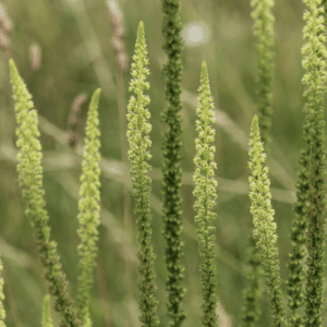 Close-up of green flower spikes in a natural setting.
